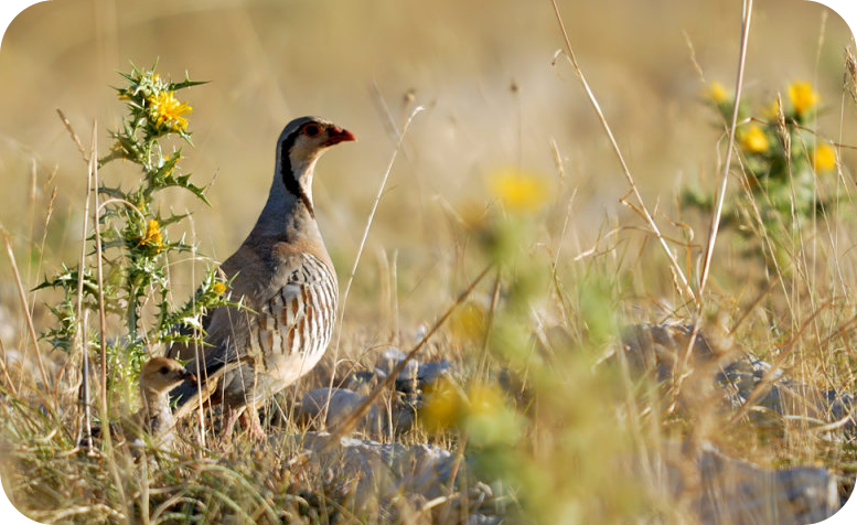 partridge