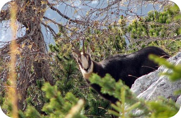 chamois