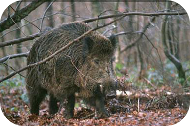 wild boar