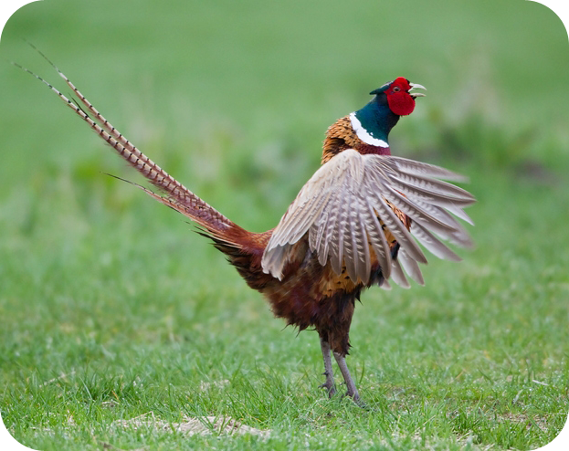 pheasant