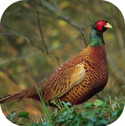 pheasant icon