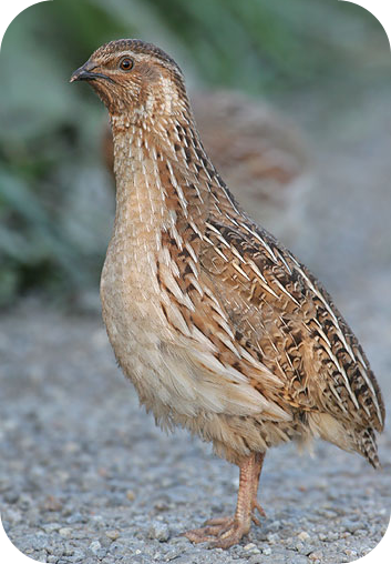 quail