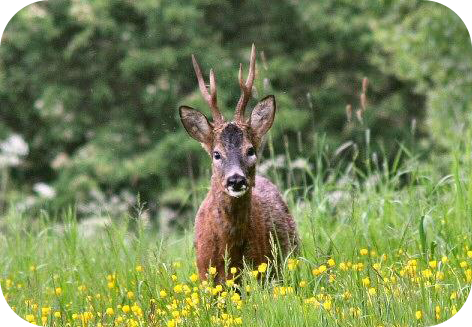 roebuck