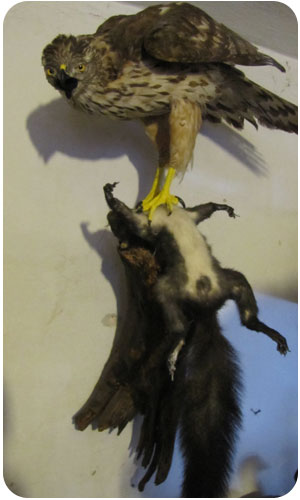 taxidermy