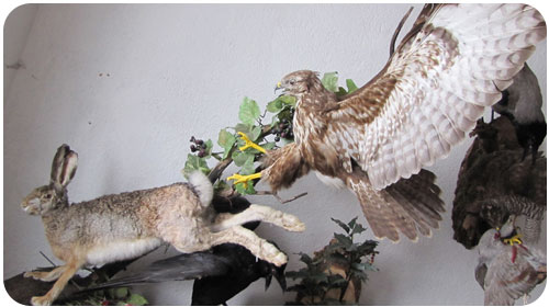 taxidermy3