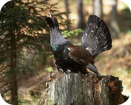 grouse