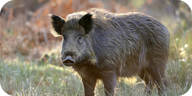 wildboar